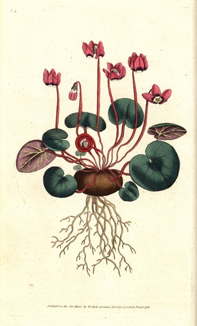 Cyclamen de Cos oder Kaukasus - Rundblättriges Alpenveilchen, Cyclamen coum. Handkolorierte Kupferstichgravur nach einer botanischen Illustration von James Sowerby aus William Curtis