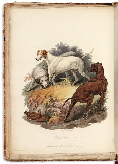 Cynographia Britannica: Bestehend aus farbigen Gravuren verschiedener Hunderassen, die in Großbritannien existieren, 1800-05 von Sydenham Teast Edwards