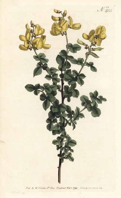 Cytisophyllum sessilifolium (Gewöhnlicher Geißklee, Cytisus sessilifolius). Handkolorierte Kupferstichgravur von Sansom nach einer Illustration von Sydenham Edwards aus William Curtis