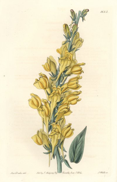 Dalmatinischer Lein von Sydenham Teast Edwards