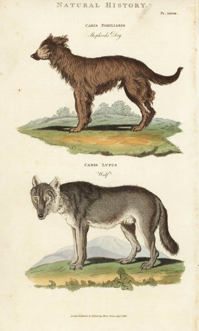 Hund und Wolf - Schäferhund, Canis familiaris, und Wolf, Canis lupus von Sydenham Teast Edwards