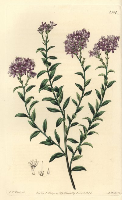 Dr. Gills Selago (Stich von S. Watts, Illustration von J.T. Hart) von Sydenham Teast Edwards