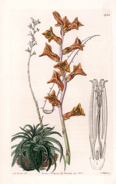 Dyckia, sukkulente Pflanze mit orangefarbenen Blüten, heimisch in Brasilien - Gravur von S. Watts nach einer Illustration von Sarah Anne Drake (1803-1857), aus dem Botanical Register von Sydenham Edwards (1768-1819), England von Sydenham Teast Edwards