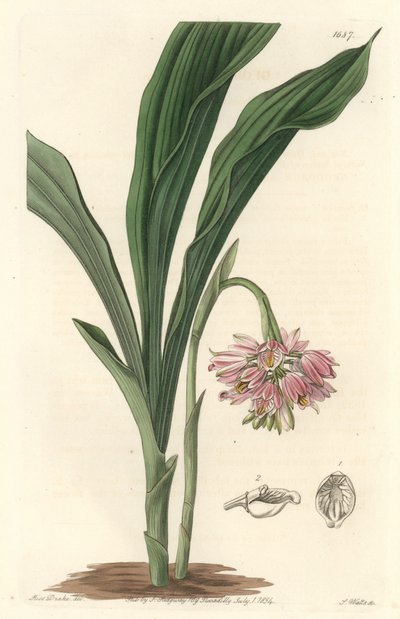 Erd-Orchidee, ursprünglich aus Sri Lanka von Sydenham Teast Edwards