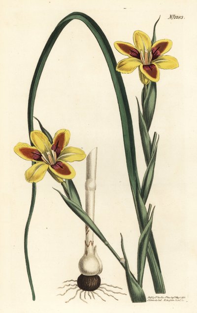 Elegante Moraea (Stich von F. Sansom Jr., Illustration von Sydenham Edwards) von Sydenham Teast Edwards