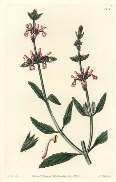 Epiary - Weißstängelige Ziest, Stachys albicaulis von Sydenham Teast Edwards