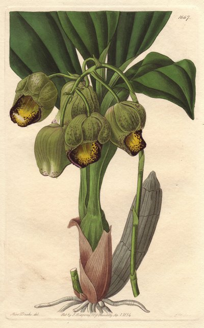 Epiphytische Orchidee, hellgelbes Catasetum, heimisch in Brasilien von Sydenham Teast Edwards