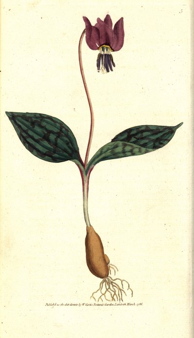 Hundszahn von Sydenham Teast Edwards