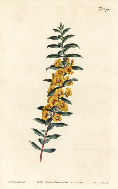 Eutaxia myrtifolia (Kreuzblättrige Dillwynia, Dillwynia obovata). Handkolorierte Kupferstichgravur von F. Sansom Jr. nach einer Illustration von Sydenham Edwards aus William Curtis