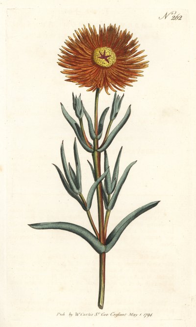Feigenmarigold (Stich von Sansom, Illustration von Sydenham Edwards) von Sydenham Teast Edwards