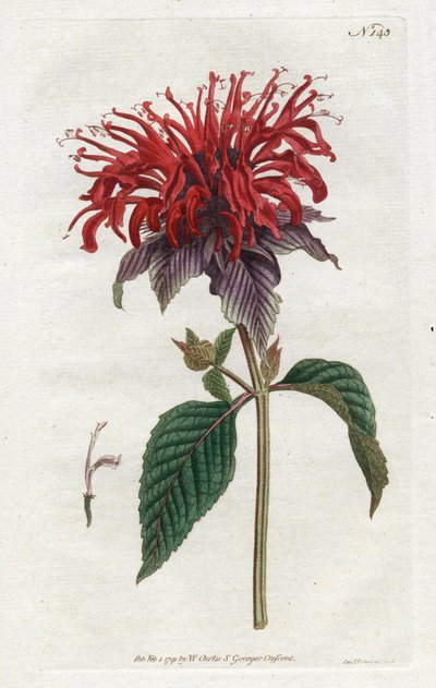 Fistula Monarde von Sydenham Teast Edwards