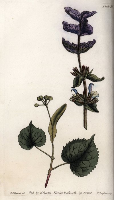 Blätter und violettes Bouquet der Endblätter von Grüner Salbei und Lindenbäumen von Sydenham Teast Edwards