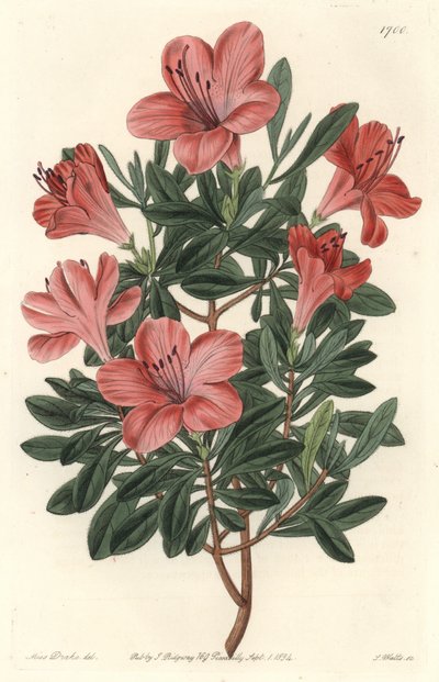 Floristen-Rhododendron oder Azalee - S. Watts starkes Wasser nach einer Illustration von Sarah Anne Drake (1803-1857), aus dem Botanical Register von Sydenham Teast Edwards