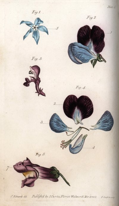 Blüte der Arzneiborretsch und Erbse (Hülsenfrüchte). Farbiger Kupferstich, Illustration von Sydenham Edwards (1768-1819) für Konferenzen der Botanik, Botanischer Garten von Lambeth (England) von Sydenham Teast Edwards