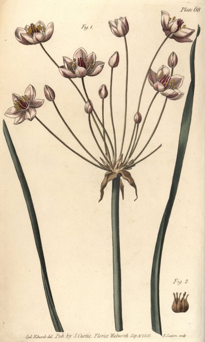 Blühender Igelkolben, Butomus umbellatus von Sydenham Teast Edwards