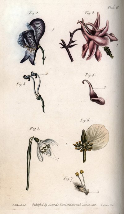 Blüten von Eisenhut, Akelei, Schneeglöckchen, Nieswurz und Trauerweide, mit Details von Stempeln und Staubblättern von Sydenham Teast Edwards