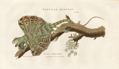 Fliegender Drache auf einem Ast von Sydenham Teast Edwards