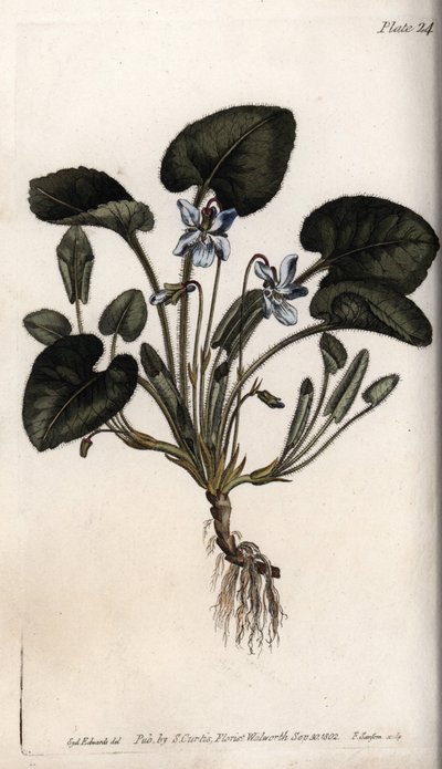 Duftveilchen (Kupferstich) von Sydenham Teast Edwards