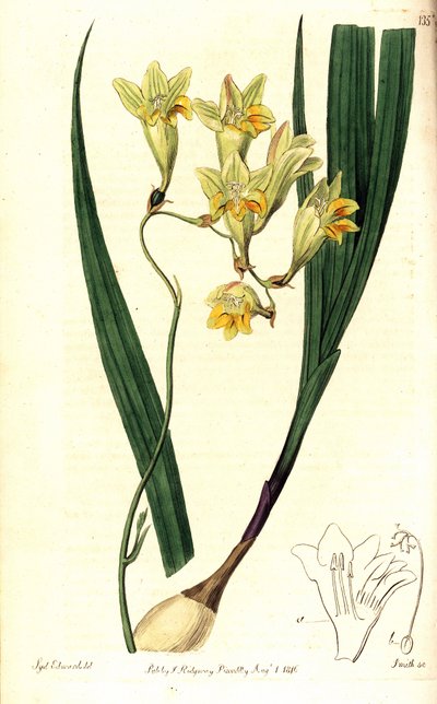 Freesia refracta (Reflex-Tritonia, Tritonia refracta). Handkolorierter Kupferstich von Smith nach einer botanischen Illustration von Sydenham Edwards aus The Botanical Register, Ridgway, London von Sydenham Teast Edwards