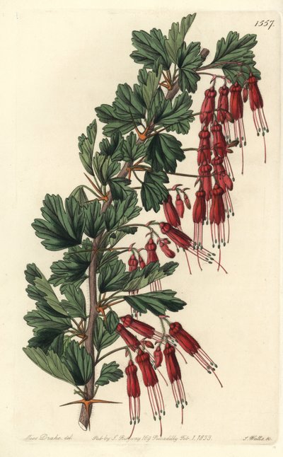 Fuchsienblume oder Kalifornische Fuchsie von Sydenham Teast Edwards