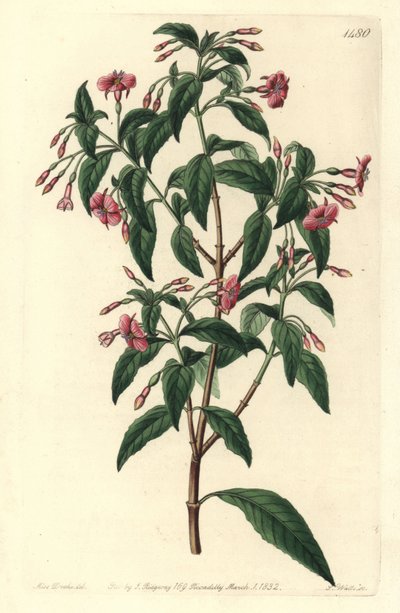 Fuchsienvarietät - Fuchsia bacillaris von Sydenham Teast Edwards