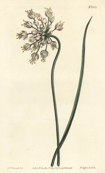 Knoblauchneigung - Nickender Lauch, Damenlauch oder Bogenlauch, Allium cernuum. Handkolorierte Kupferstichgravur von F. Sansom Jr. nach einer Illustration von Sydenham Edwards aus William Curtis
