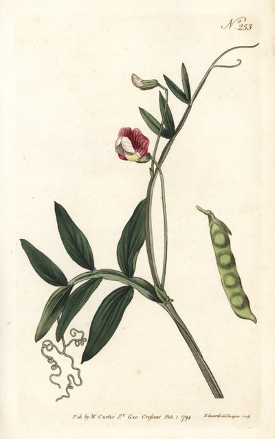 Spanische Platterbse, Lathyrus clymenum (Gelenkige Platterbse, Lathyrus articulatus). Handkolorierter Kupferstich von Sansom nach einer Illustration von Sydenham Edwards aus William Curtis