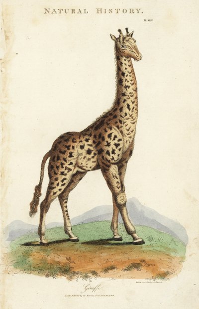 Giraffe, Giraffa camelopardalis von Sydenham Teast Edwards