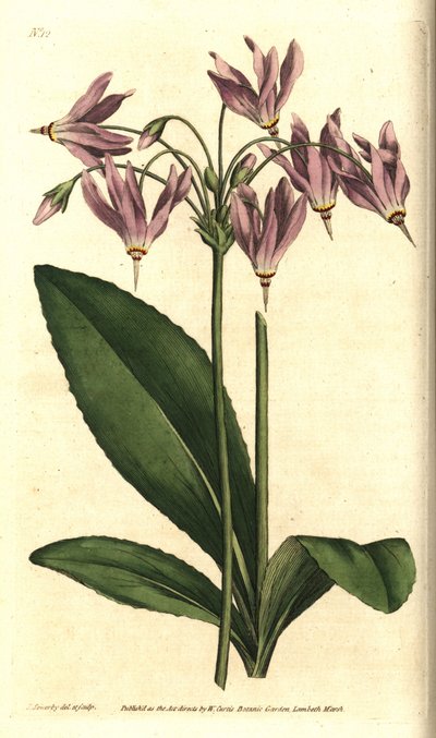 Giroselle von Virginia - Amerikanische Kuhschelle oder Mead