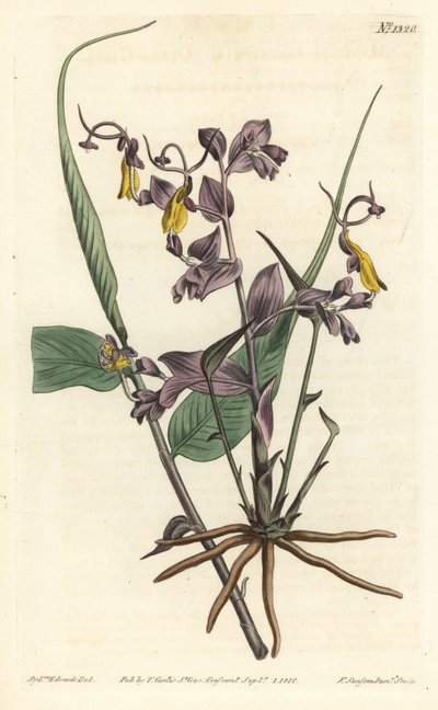 Globba radicalis von Sydenham Teast Edwards
