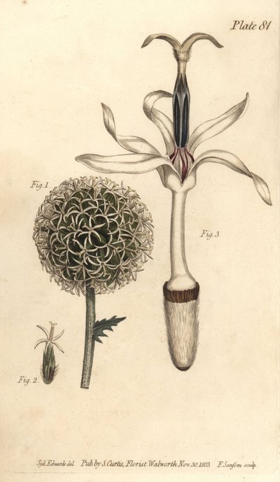 Kugeldistel, Echinops sphaerocephalus (Stich von F. Sansom, Illustration von Sydenham Edwards) von Sydenham Teast Edwards
