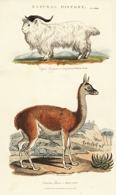 Ziege und Lama (Kupferstich) von Sydenham Teast Edwards