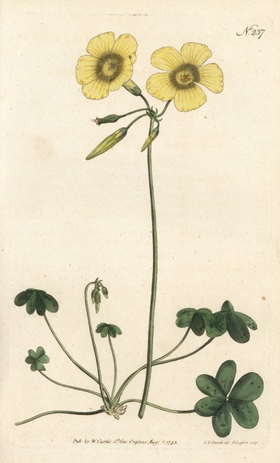 Ziegenfuß-Sauerklee, Oxalis caprina von Sydenham Teast Edwards
