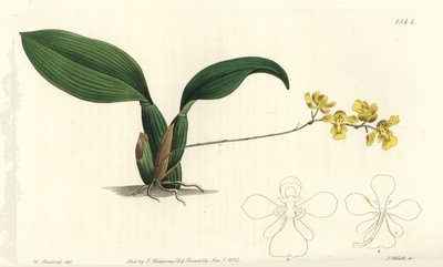 Gomesa cornigera Orchidee von Sydenham Teast Edwards