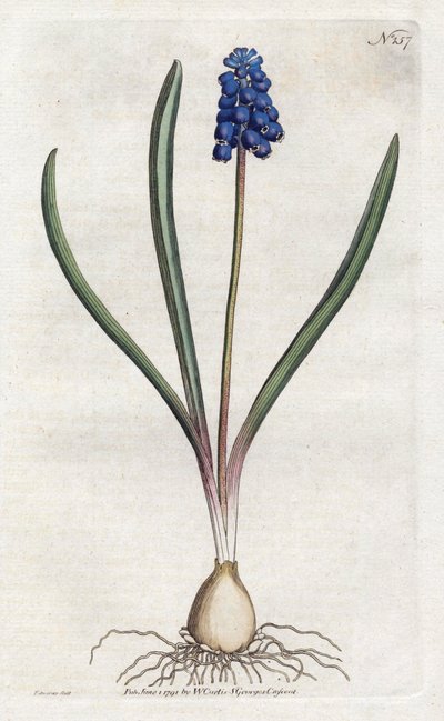 Traubenhyazinthe - Lithographie von Sydenham Edwards (1768-1819), Platte aus dem Botanical Magazine von William Curtis (1746-1799) von Sydenham Teast Edwards