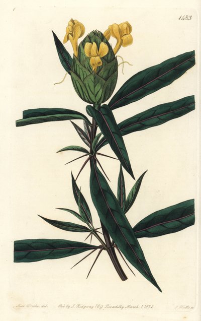 Hopfenblütige Barleria (Stich von S. Watts, Illustration von Sarah Drake) von Sydenham Teast Edwards