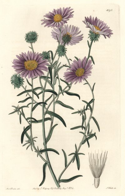 Graue Aster, ursprünglich aus Kalifornien von Sydenham Teast Edwards