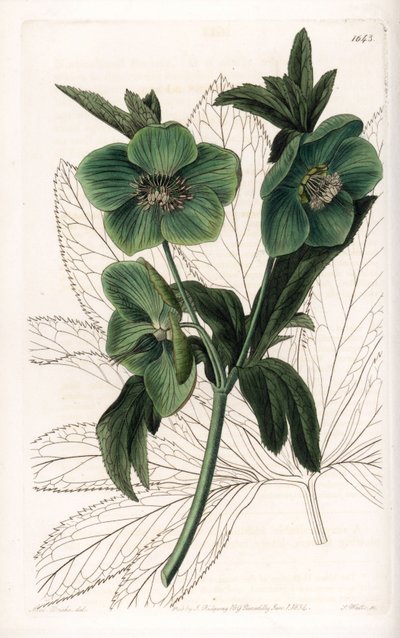 Grünblütiger Nieswurz Variete - Graviert von S. Watts, nach einer Illustration von Sarah Anne Drake (1803-1857), aus dem Botanical Register von Sydenham Edwards (1768-1819), England von Sydenham Teast Edwards