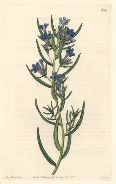 Gremil mit Rosmarinblättern, heimisch in Sizilien von Sydenham Teast Edwards