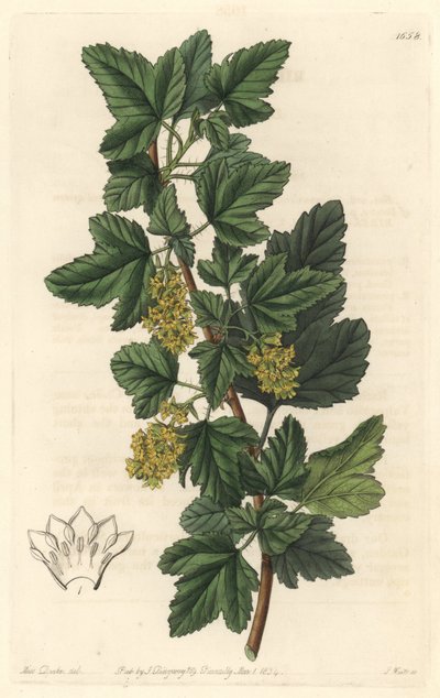 Sibirische Johannisbeere von Sydenham Teast Edwards