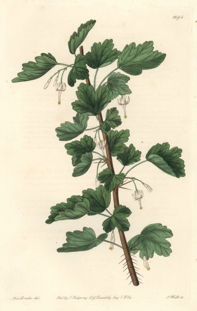 Groseillier, aus Nordamerika, aus dem Botanischen Register von Sydenham Teast Edwards