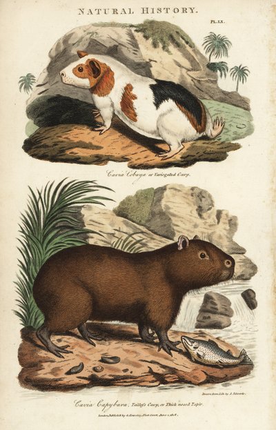 Meerschweinchen und Capybara - Meerschweinchen, Cavia porcellus, und Capybara, Hydrochoerus hydrochaeris. Handkolorierter Kupferstich nach Sydenham Edwards aus John Mason Goods Pantologia, einer neuen Enzyklopädie, G. Kearsley, London von Sydenham Teast Edwards