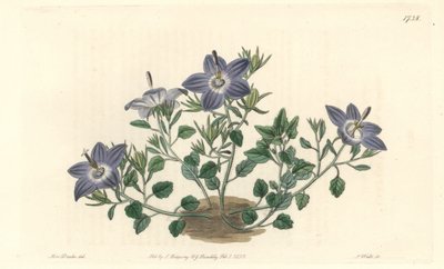 Behaarte Glockenblume, heimisch in Italien - Starke Wasser von S. Watts nach einer Illustration von Sarah Anne Drake (1803-1857), aus dem Botanischen Register von Sydenham Teast Edwards