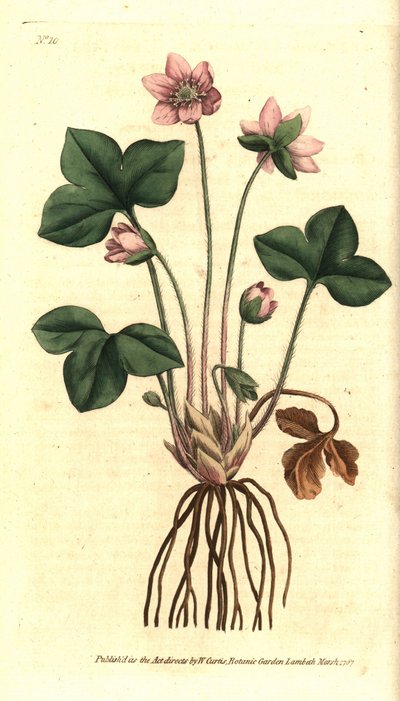 Leberblümchen, edles oder dreilappiges Leberblümchen - Leberblümchen oder edles Leberkraut, Anemone hepatica. Handkolorierte Kupferstichgravur nach einer botanischen Illustration von Sydenham Edwards aus William Curtis