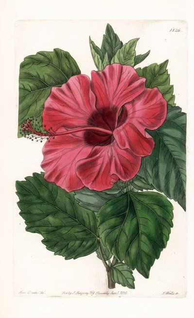 Hibiskusrose aus China - Graviert von S. Watts, nach einer Illustration von Sarah Anne Drake (1803-1857), aus dem Botanischen Register von Sydenham Edwards (1768-1819), England von Sydenham Teast Edwards