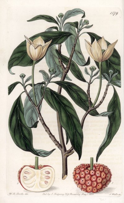 Himalaya-Hartriegel von Sydenham Teast Edwards