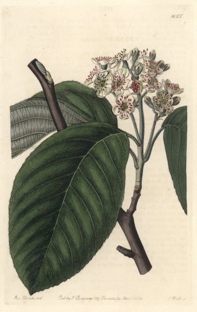 Himalaya-Eberesche - Illustration von Sarah Anne Drake aus dem Botanical Register von Sydenham Teast Edwards