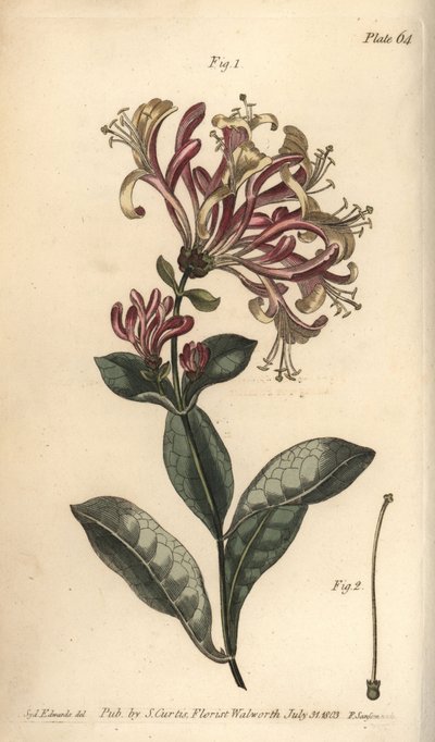 Geißblatt, Lonicera caprifolium, Monogynia von Sydenham Teast Edwards