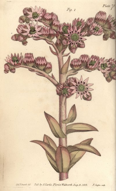 Hauswurz, Sempervivum tectorum, Dodecagynia, Hermaphroditenblume mit 12 Stempeln (Kupferstich) von Sydenham Teast Edwards
