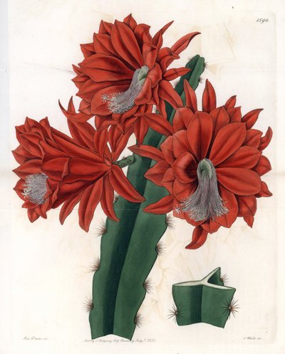 Hybrider Disocactus (Kaktusorchidee) (Tafel) von Sydenham Teast Edwards